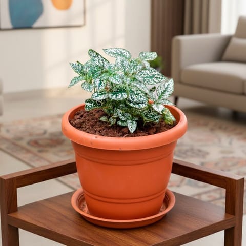 Polka Dot Green in 7 Inch Classy Red Plastic Pot with Tray