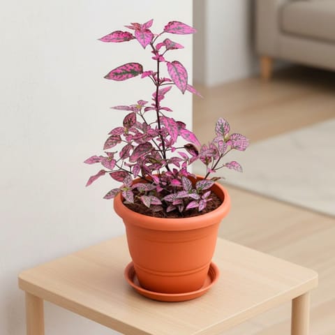 Polka Dot Red in 7 Inch Classy Red Plastic Pot with Tray