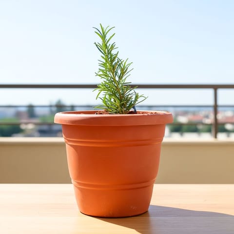 Rosemary in 7 Inch Classy Red Plastic Pot