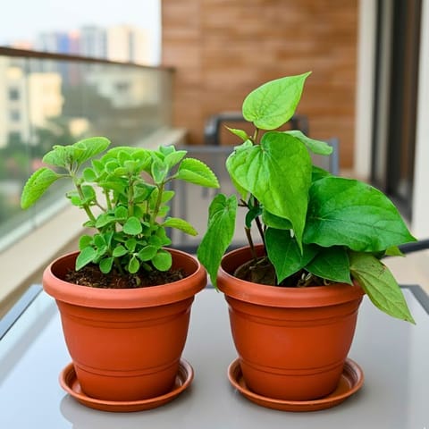 Set of 2 - Ajwain / Carom Seed & Paan / Betel Leaf Plant in 8 Inch Classy Red Plastic Pot with Tray
