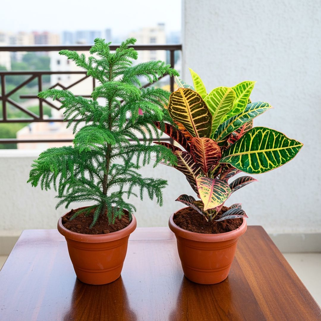 Set of 2 - Araucaria / Christmas Tree & Croton Petra in 7 Inch Classy Red Plastic Pot
