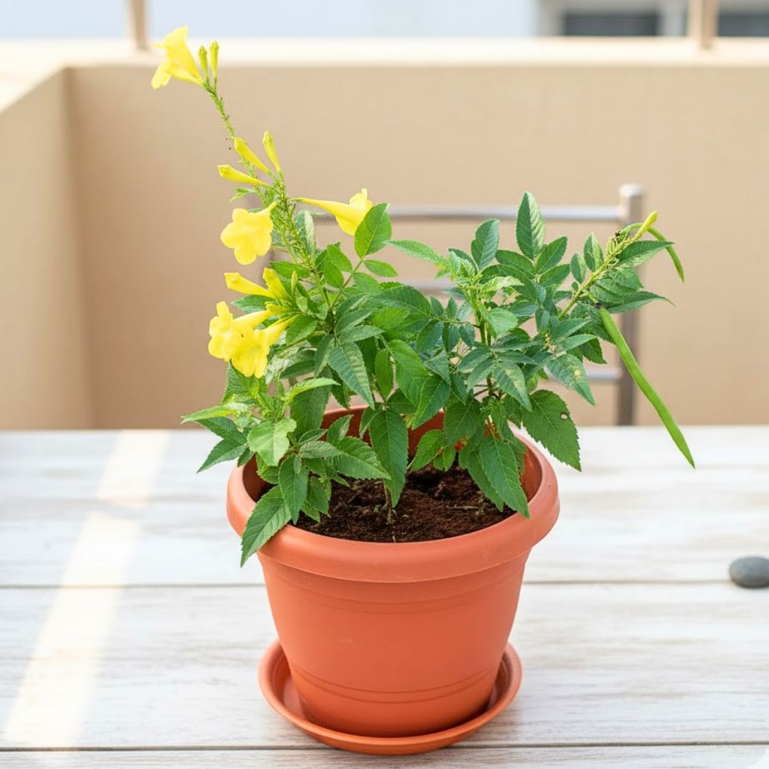 Tecoma Yellow in 7 Inch Classy Red Plastic Pot with Tray