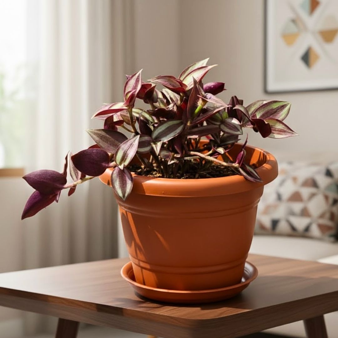 Wandering Jew in 7 Inch Classy Red Plastic Pot with Tray