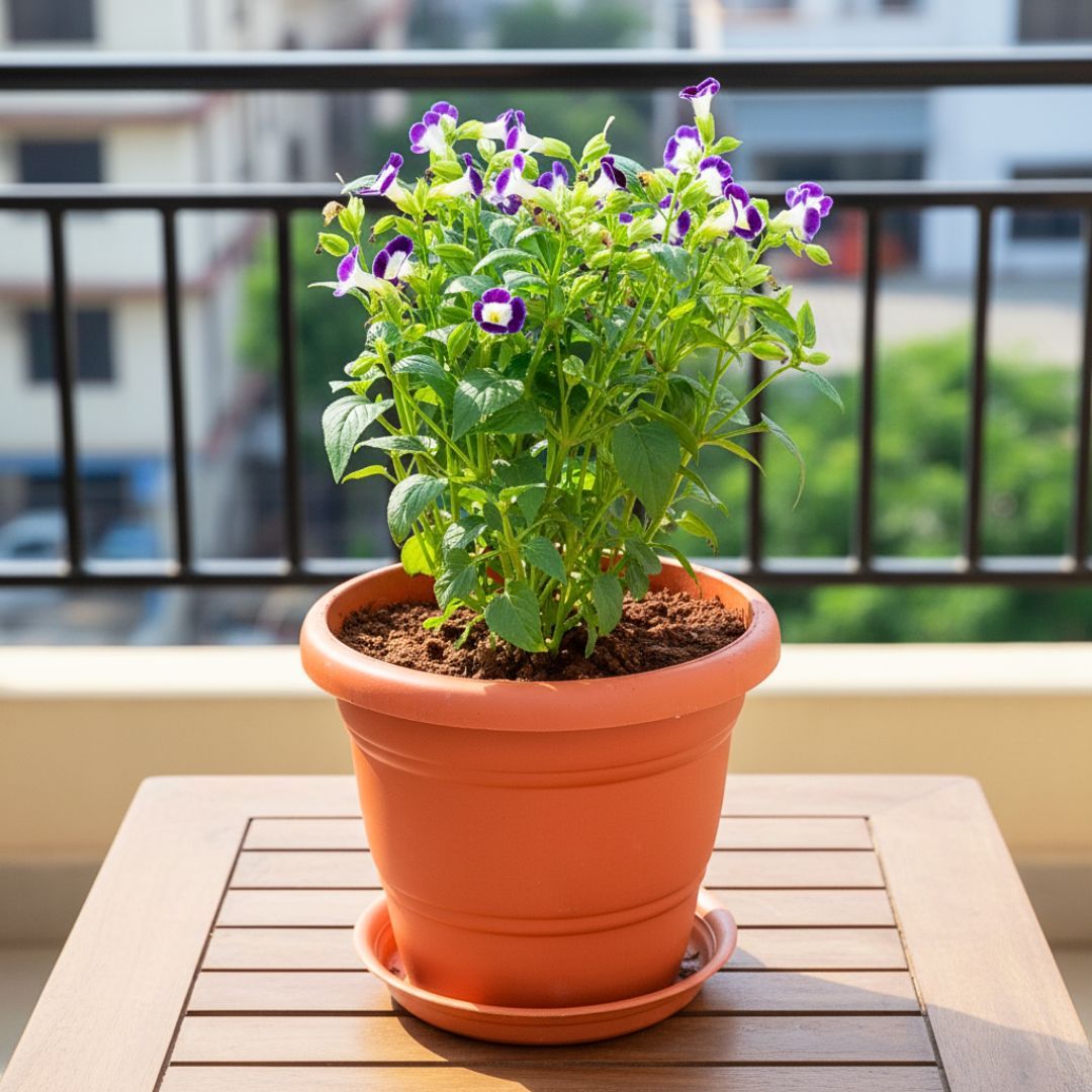 Wishbone / Torenia Blue in 7 Inch Classy Red Plastic Pot with Tray