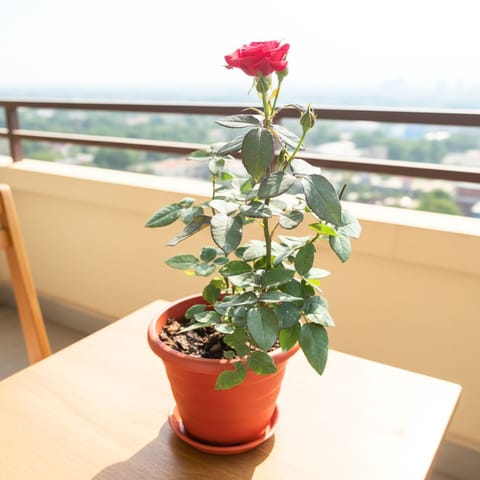 Rose Red in 7 Inch Terracotta Red Classy Plastic Pot With Tray