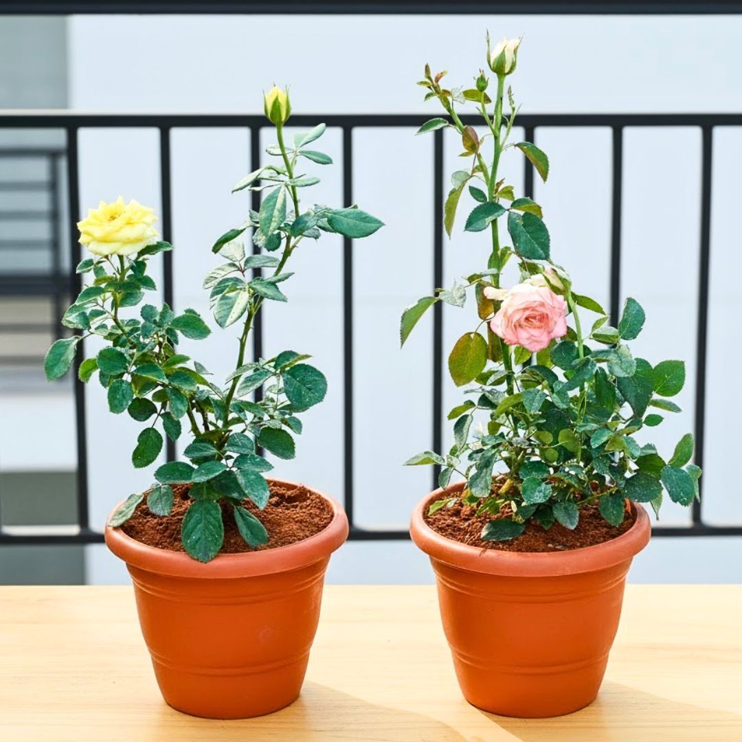 Set Of 2 - Rose / Gulab (Pink &Yellow) in 7 Inch Classy Red Plastic Pot