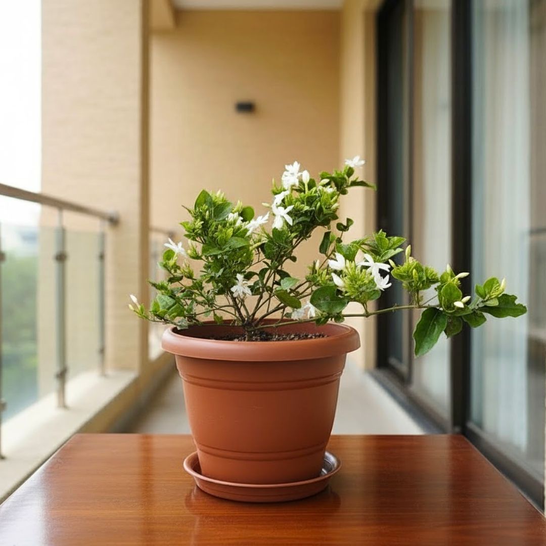 Kakda Malga in 7 Inch Classy Red Plastic Pot with Tray
