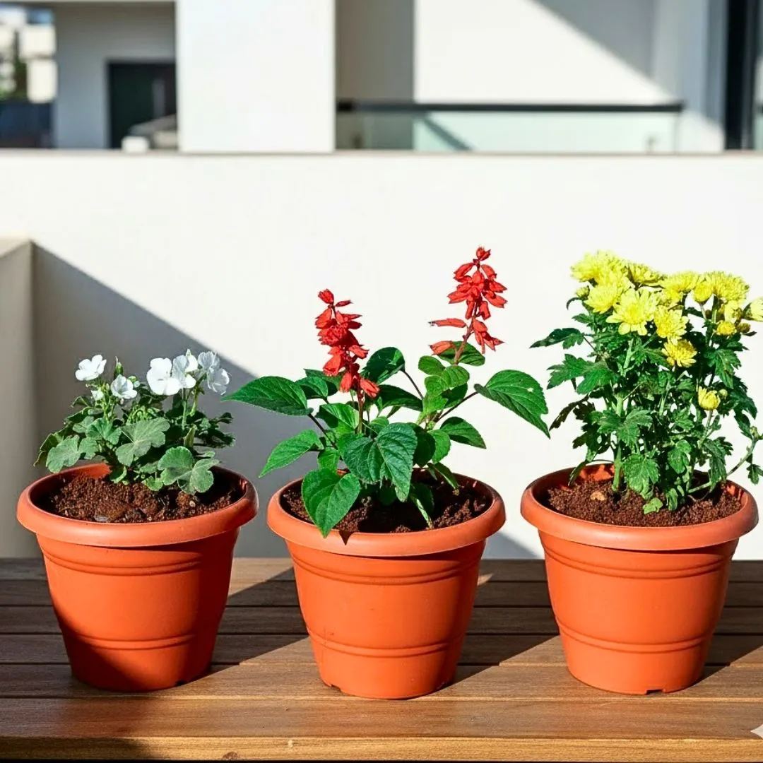 Set of 3 - Salvia, Geranium & Chrysanthemum / Guldawari / Guldaudi (any colour) in 7 Inch Classy Red Plastic Pot