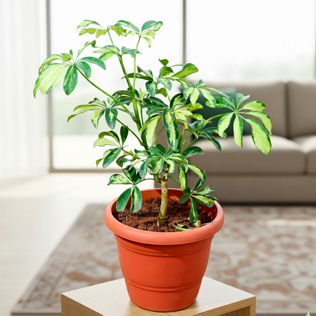 Schefflera Variegated (~ 1 Ft) in 7 Inch Classy Red Plastic Pot