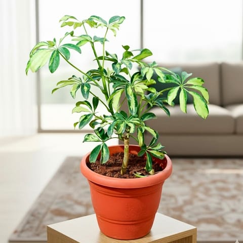 Schefflera Variegated (~ 1 Ft) in 7 Inch Classy Red Plastic Pot
