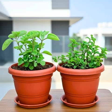 Set of 2 - Ajwain & Pudina / Mint in 6 Inch Red Plastic Pot with Tray