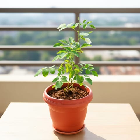 Aparajita / Asian Pigeonwings (Any Colour) in 7 Inch Terracotta Red Classy Plastic Pot With Tray