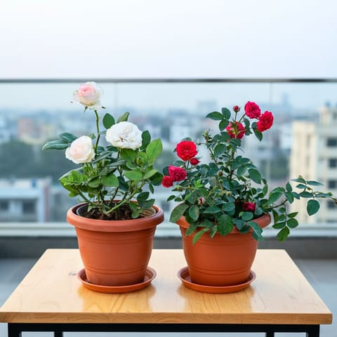 Set of 2 - Rose (Pink & White) in 8 Inch Classy Red Plastic Pot with Tray