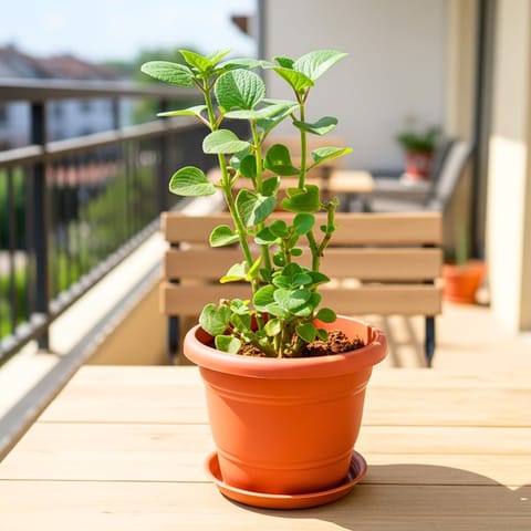 Ajwain in 7 Inch Classy Red Plastic Pot with Tray