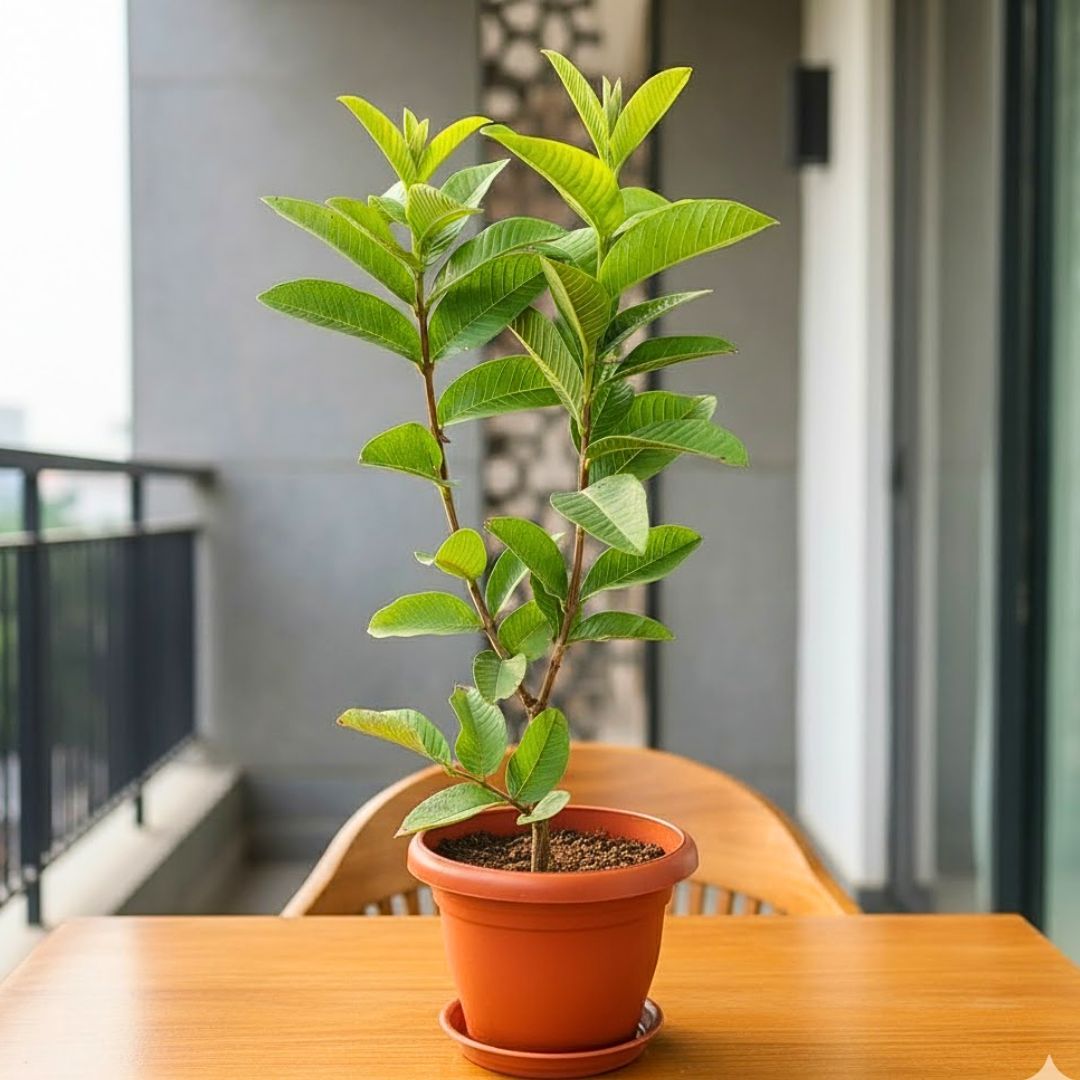 Amrood / Guava (~ 1.5 Ft) in 7 Inch Classy Red Plastic Pot with Tray