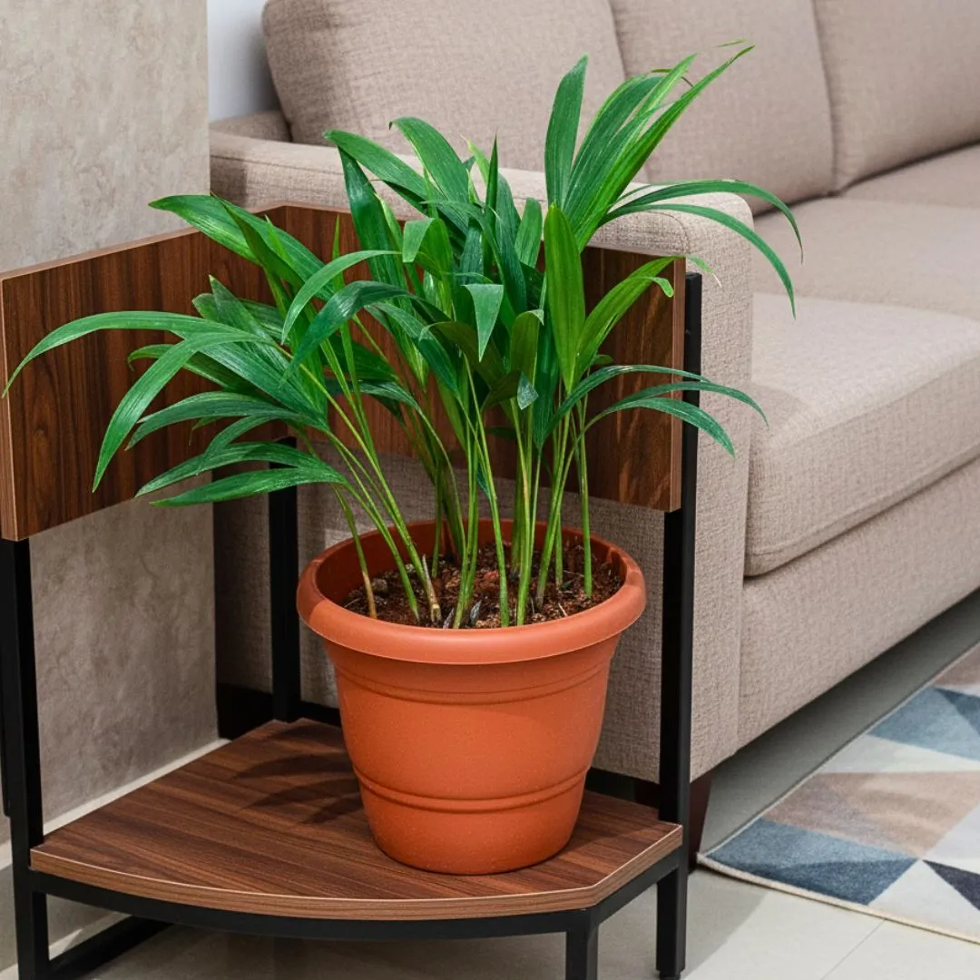 Areca Palm (~1 Ft) in 7 Inch Classy Red Plastic Pot