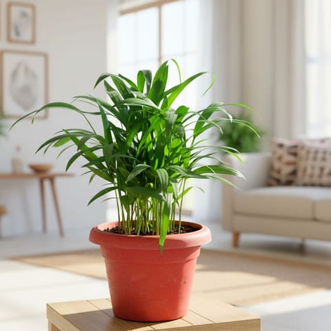 Areca Palm (~1 Ft) in 7 Inch Classy Red Plastic Pot