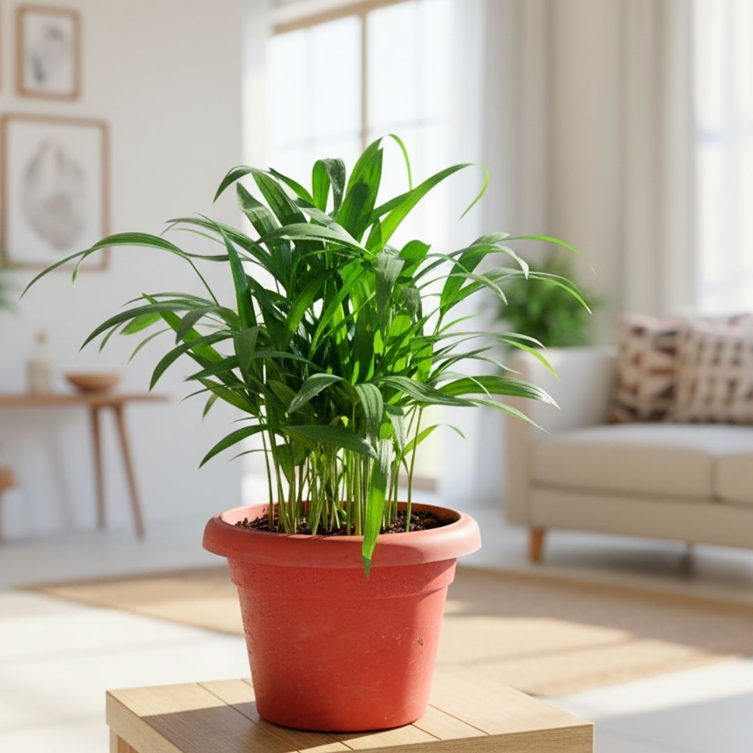 Areca Palm (~1 Ft) in 7 Inch Classy Red Plastic Pot