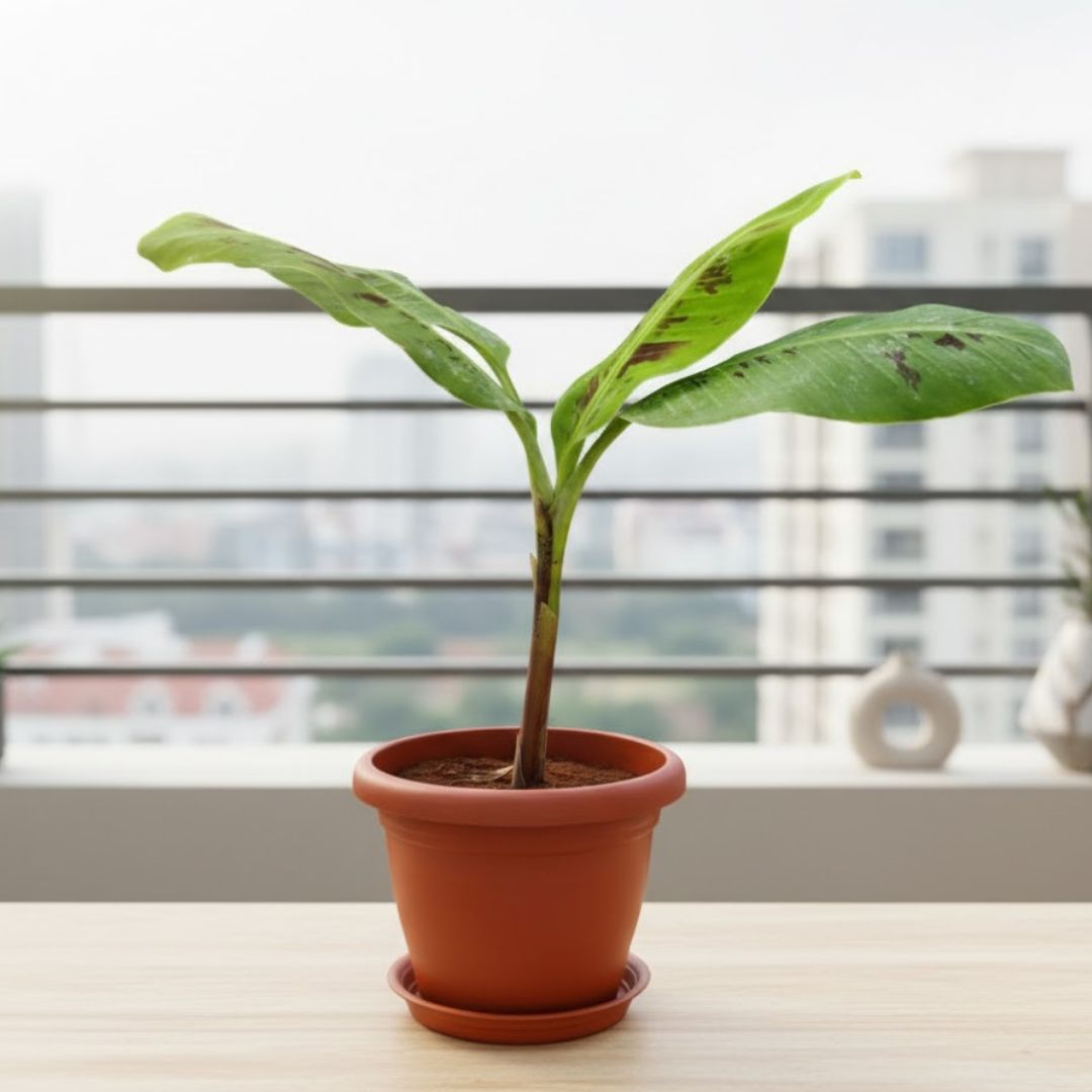 Banana in 7 Inch Classy Red Plastic Pot with Tray