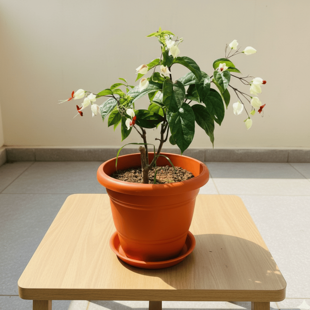 Bleeding Heart (any colour) in 7 Inch Classy Red Plastic Pot with Tray