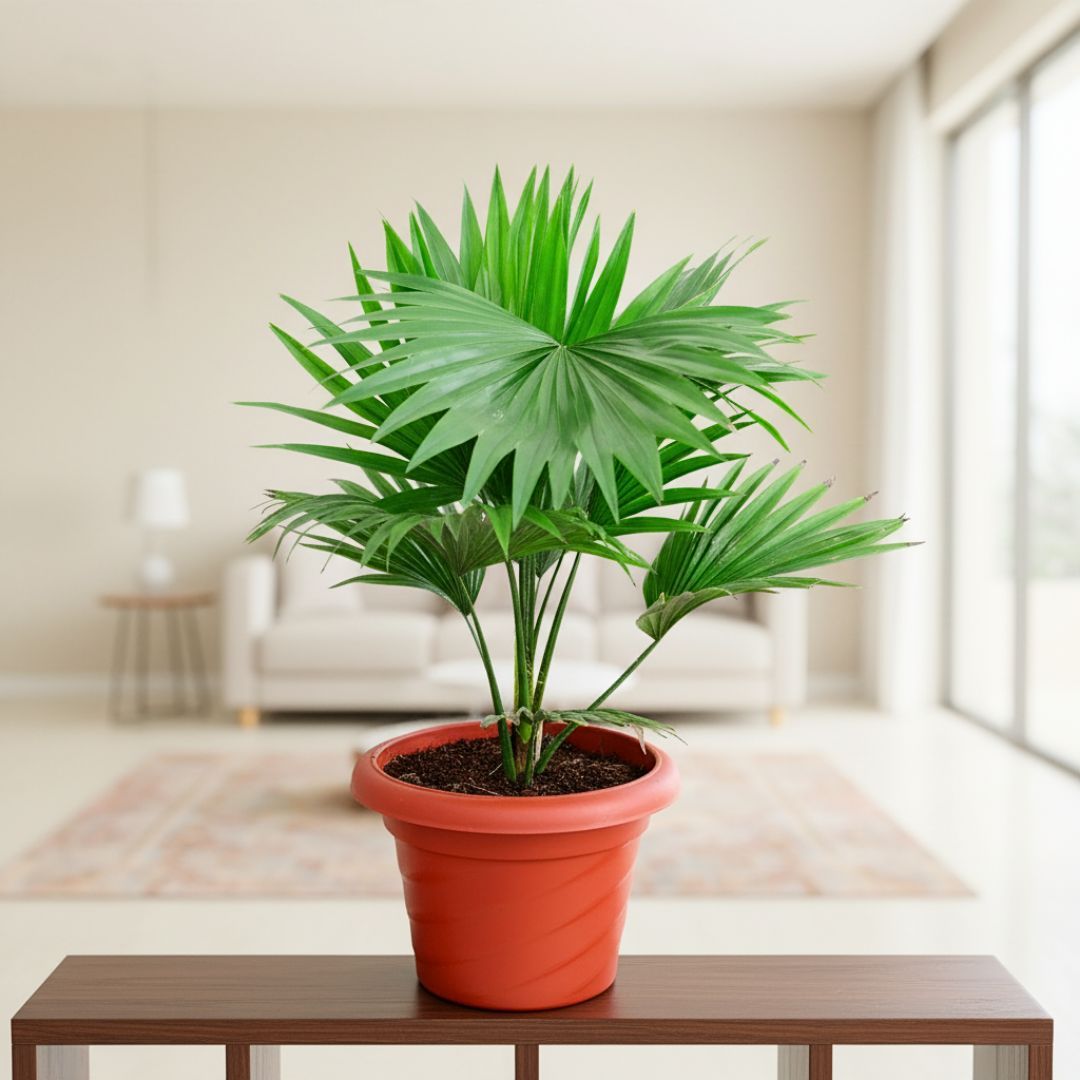 China / Fan Palm in 7 Inch Classy Red Plastic Pot