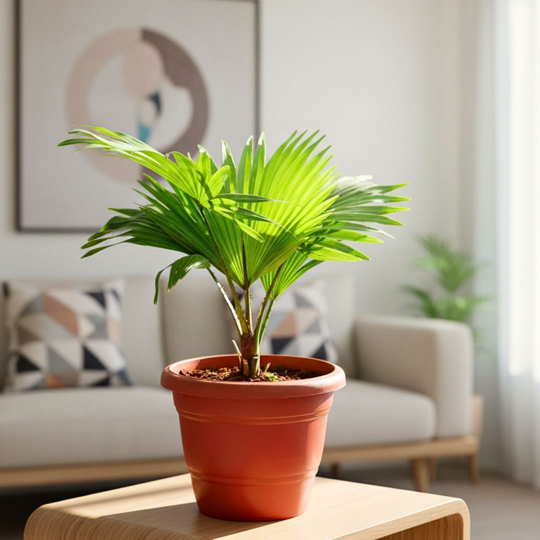 China / Fan Palm in 7 Inch Red Classy Plastic Pot