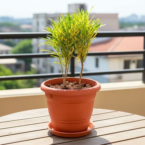 Chironji Croton in 7 Inch Classy Red Plastic Pot with Tray