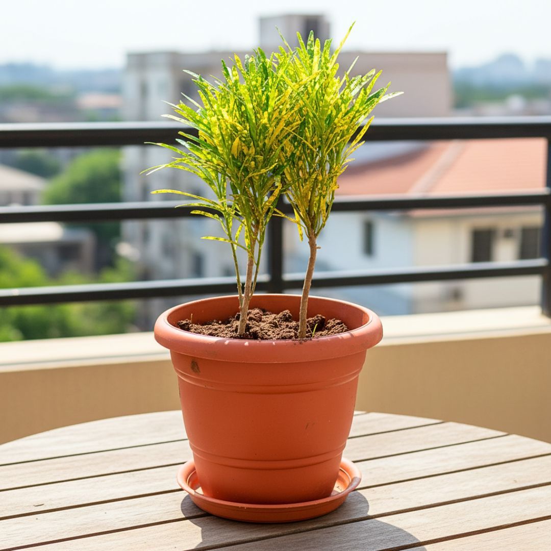 Chironji Croton in 7 Inch Classy Red Plastic Pot with Tray