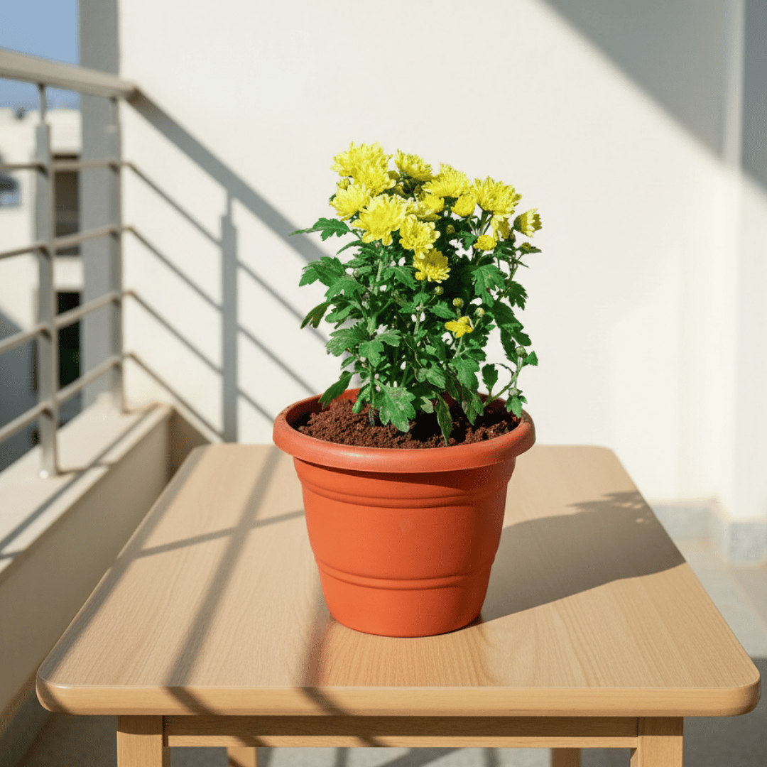 Chrysanthemum / Guldawari / Guldaudi (any colour) in 7 Inch Classy Red Plastic Pot