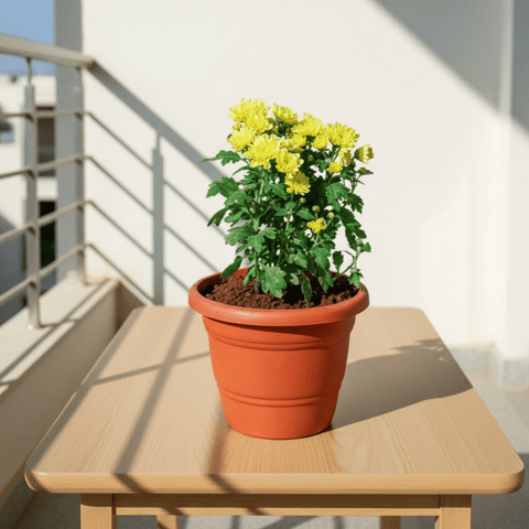 Chrysanthemum / Guldawari / Guldaudi (any colour) in 7 Inch Classy Red Plastic Pot