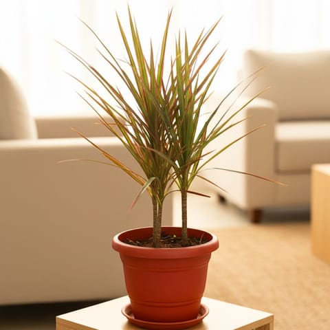 Dracaena Marginata / Colorama Red in 7 Inch Classy Red Plastic Pot with Tray