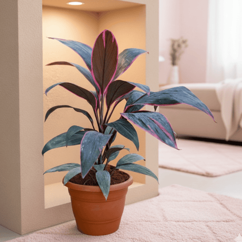 Dracaena Rosea in 7 Inch Classy Red Plastic Pot