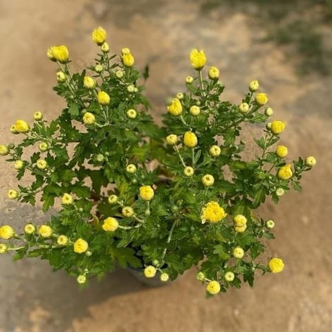 Chrysanthemum / Guldaudi/Guldawari Dwarf (any colour) in 8 Inch Nursery Bag