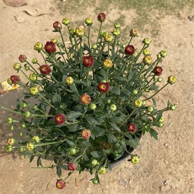 Chrysanthemum / Guldawari (any colour) in 8 Inch Nursery Bag