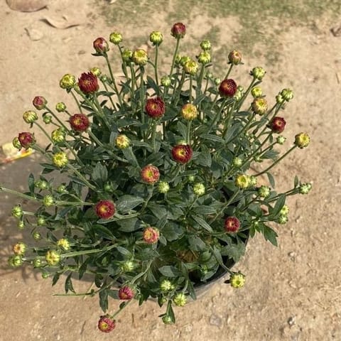 Chrysanthemum / Guldawari (any colour) in 8 Inch Nursery Bag