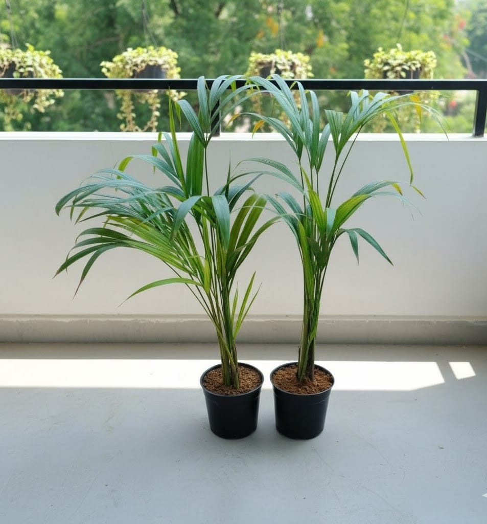 Air Purifier Set of 2 - Areca Palm in 6 Inch Nursery Pot