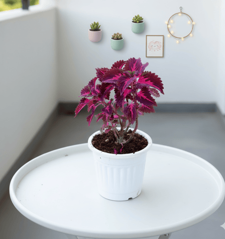 Coleus (Any Colour) in 6 Inch Nursery Pot