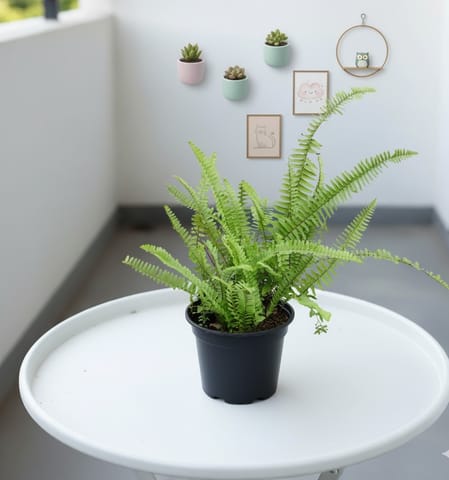 Air Purifier Fern Green in 5 Inch Nursery Pot