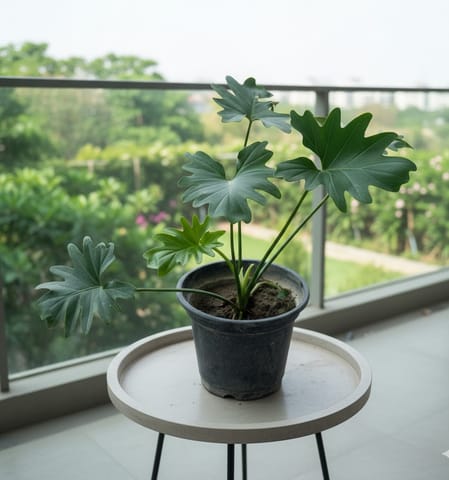 Philodendron Selloum (~ 1.5 Ft) in 8 Inch Nursery Pot