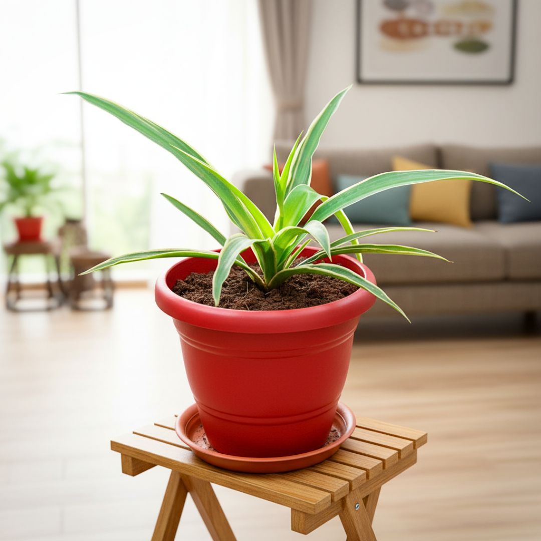 Spider Green in 7 Inch Classy Red Plastic Pot with Tray