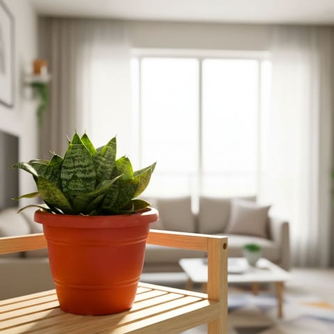 Snake Dwarf Green in 7 Inch Classy Red Plastic Pot