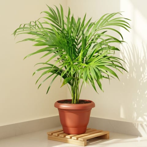 Areca Palm (~1 Ft) in 7 Inch Terracotta Red Classy Plastic Pot