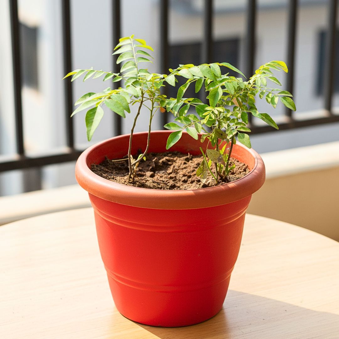 Curry Patta in 7 Inch Red Classy Plastic Pot