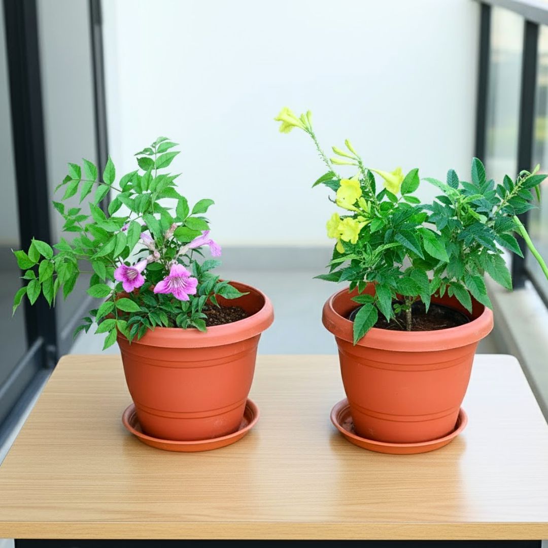 Set of 2 - Tecoma (Pink & Yellow) in 7 Inch Classy Red Plastic Pot with Tray