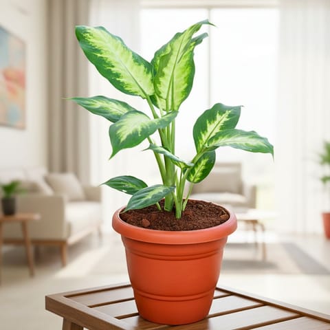 Dieffenbachia Dumbcane in 7 Inch Classy Red Plastic Pot