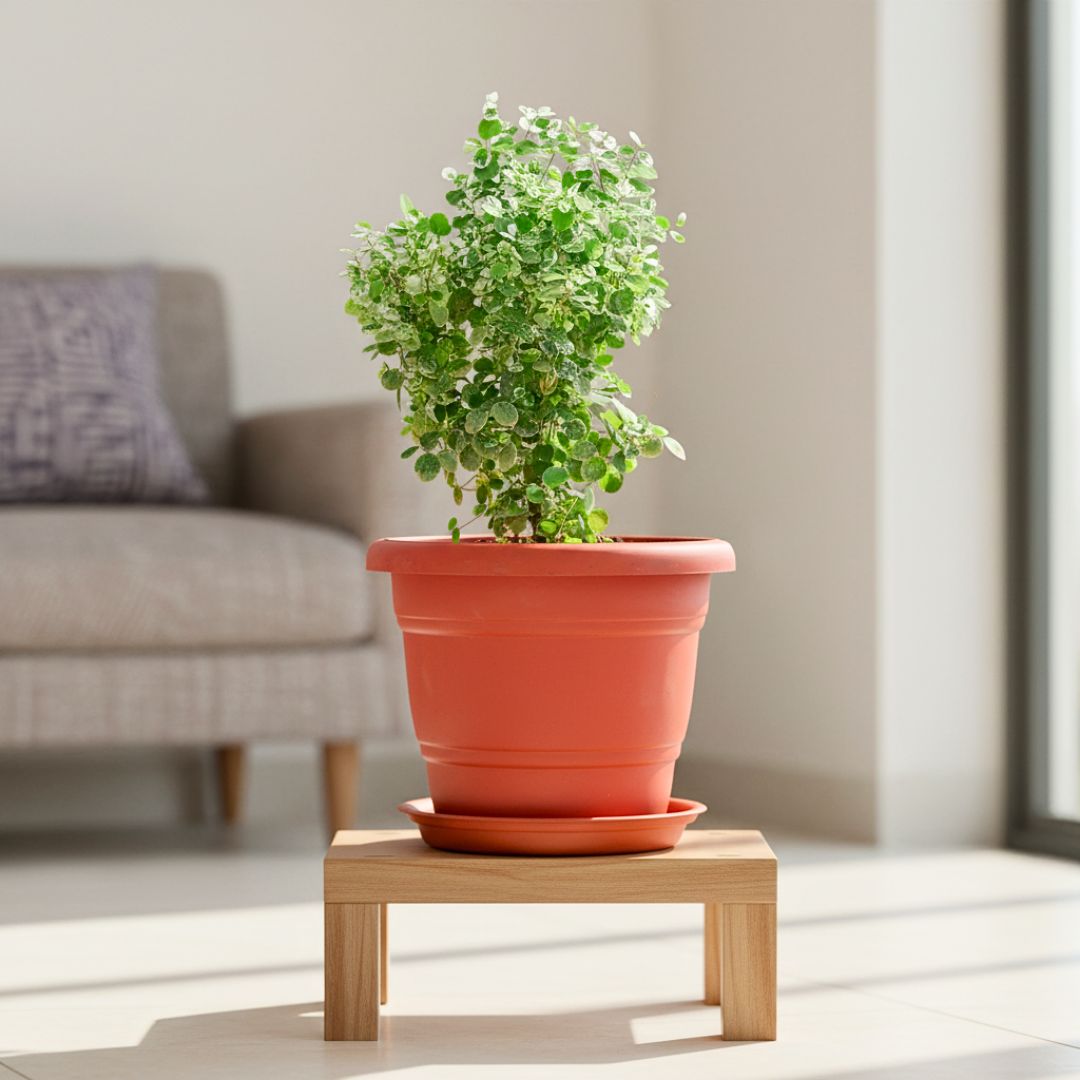 Snow Bush in 8 Inch Terracotta Red Classy Plastic Pot with tray