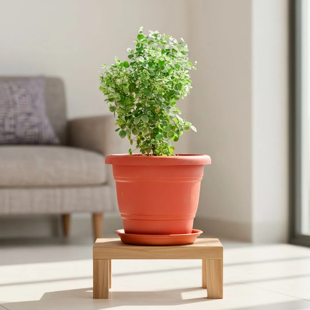 Snow Bush in 8 Inch Terracotta Red Classy Plastic Pot with tray