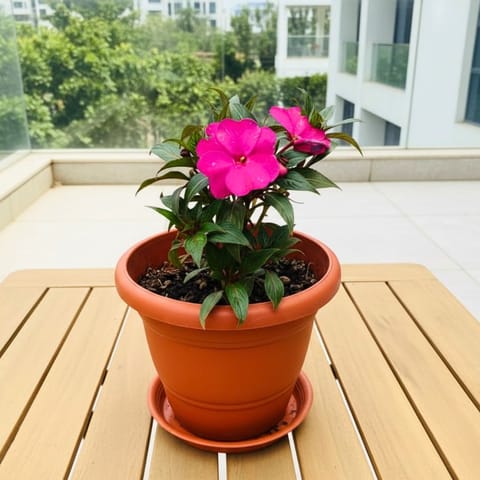 Balsam Pink  in 8 Inch Terracotta Red Classy Plastic Pot with tray