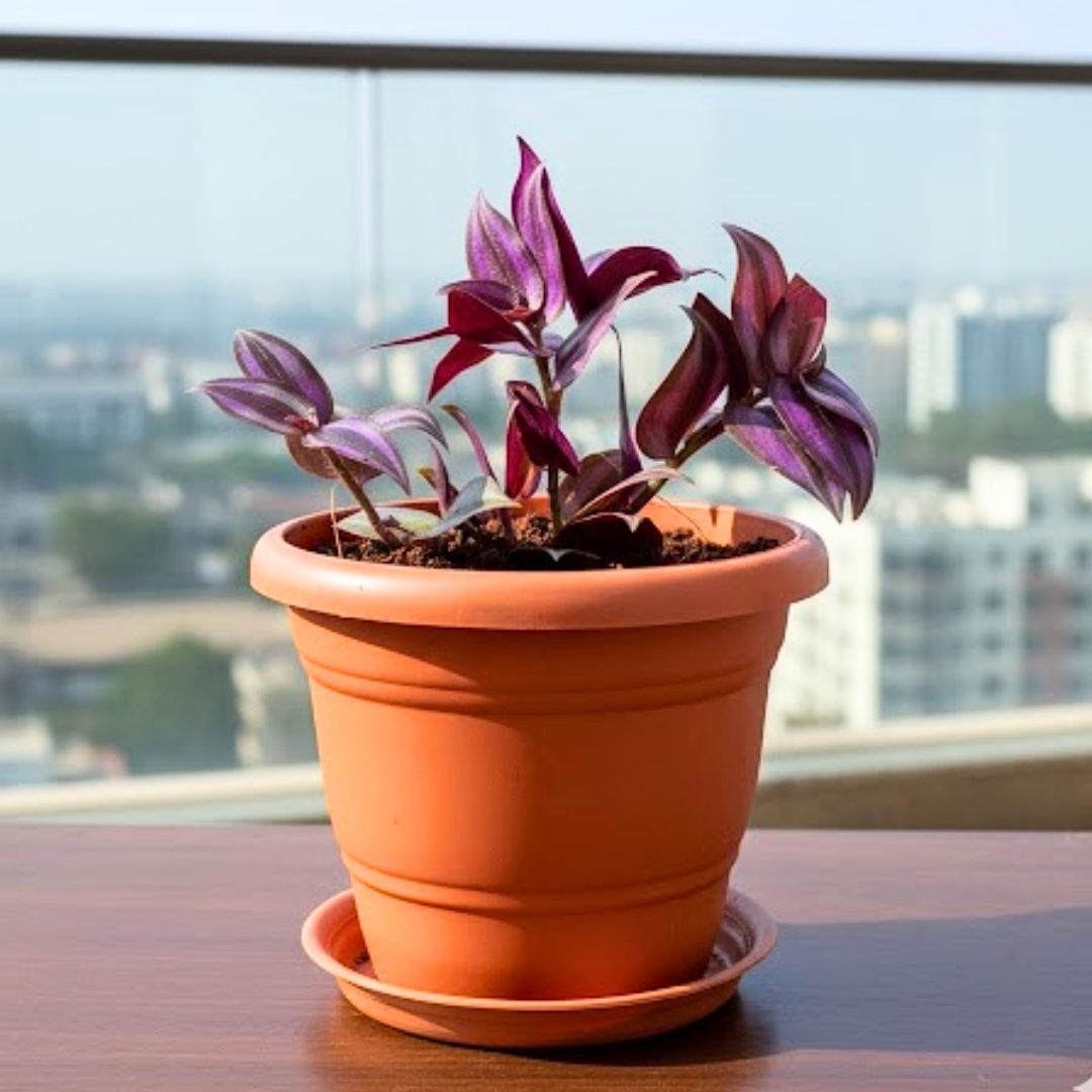 Wandering Jew in 7 Inch Classy Red Plastic Pot with Tray