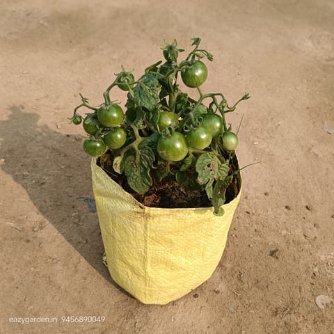Cherry Tomato plant in 8 Inch Nursery Bag
